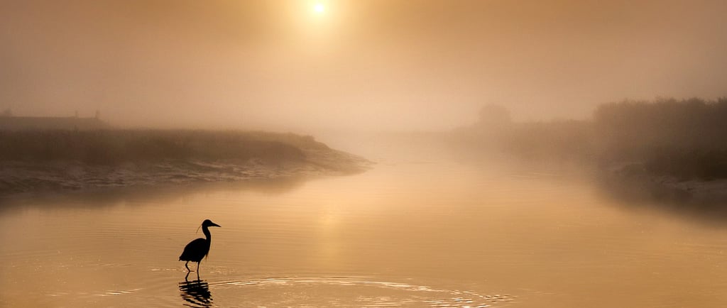 Foggy