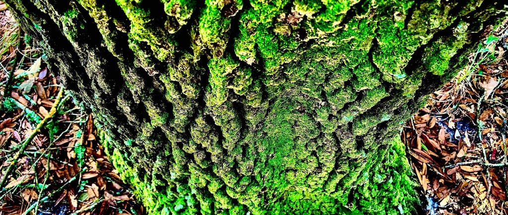 a tree trunk with moss