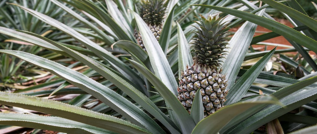 Un champ d'ananas biologiques