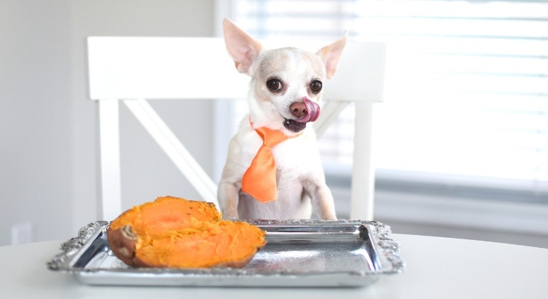 Sweet potato, quinoa, oats superfoods vegan dog food recipe