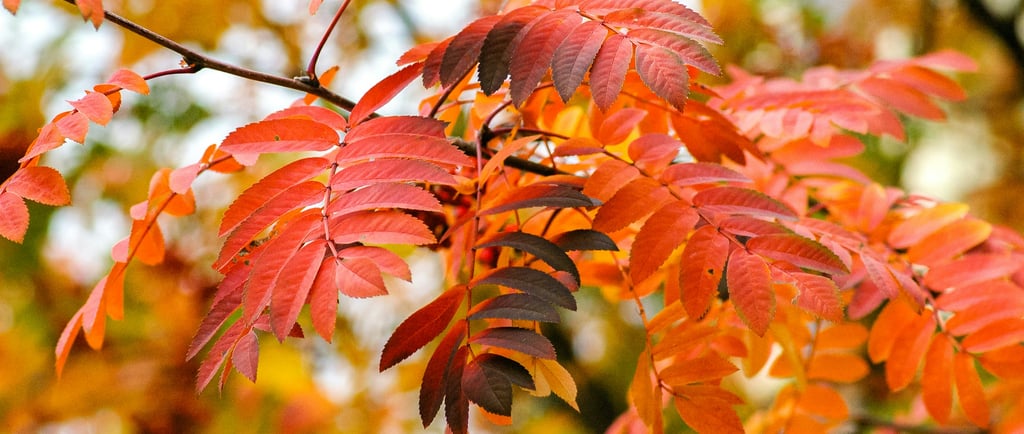Red autumn leaves showing the change of the season