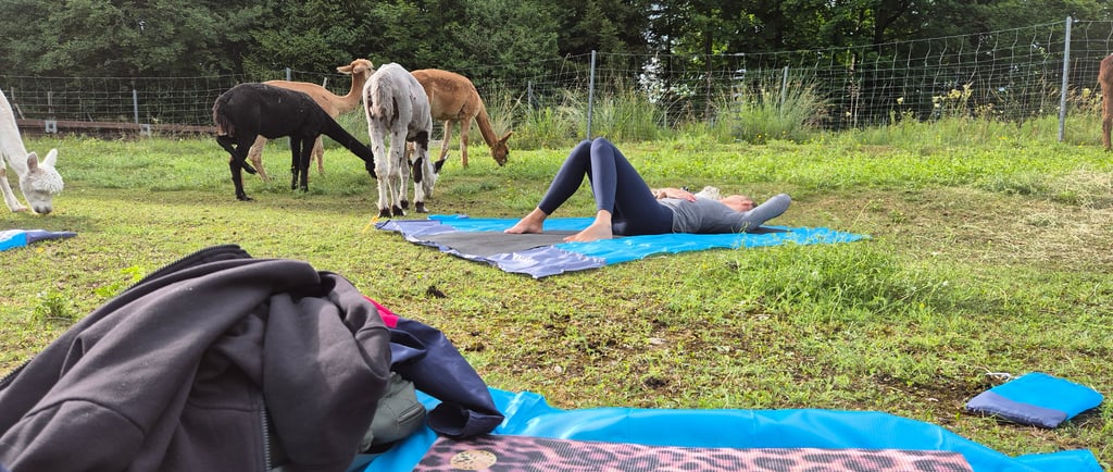Yoga mit Alpakas
