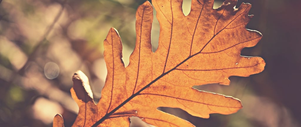 Close-up of a golden brown oak leaf in autumn sunlight with a soft, blurred forest background.