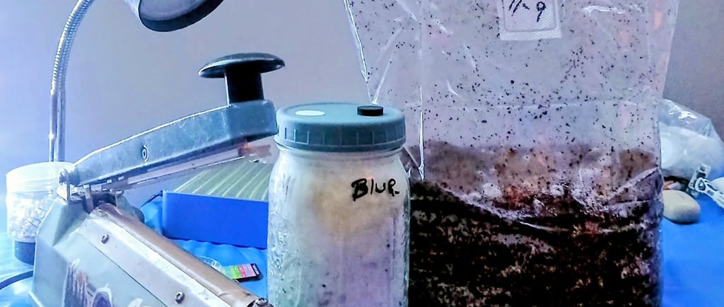 Hands-on mushroom growing workspace showing grain jars, substrate bag, syringe, and tools used durin