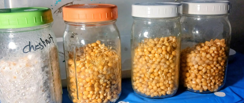 colonized grain jar and three not colonzed jars getting ready for grain to grain transfer