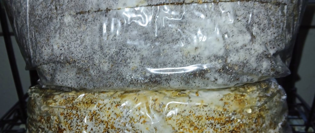 coco coir vermiculite block and hardwood substrate block side by side showing difference in color an