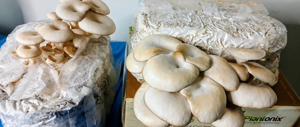 Side by side of oysters fruiting out the side of a block vs fruiting vertically up out of a block