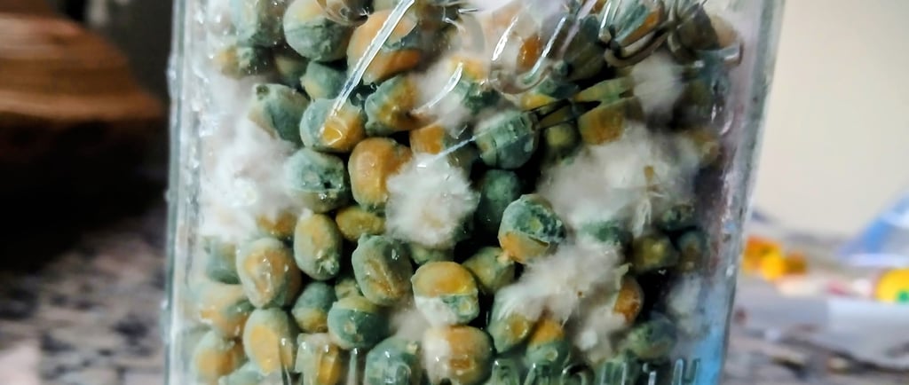 contaminated grain jar green mold