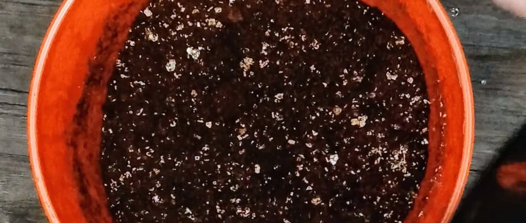 mushroom substrate in a bucket