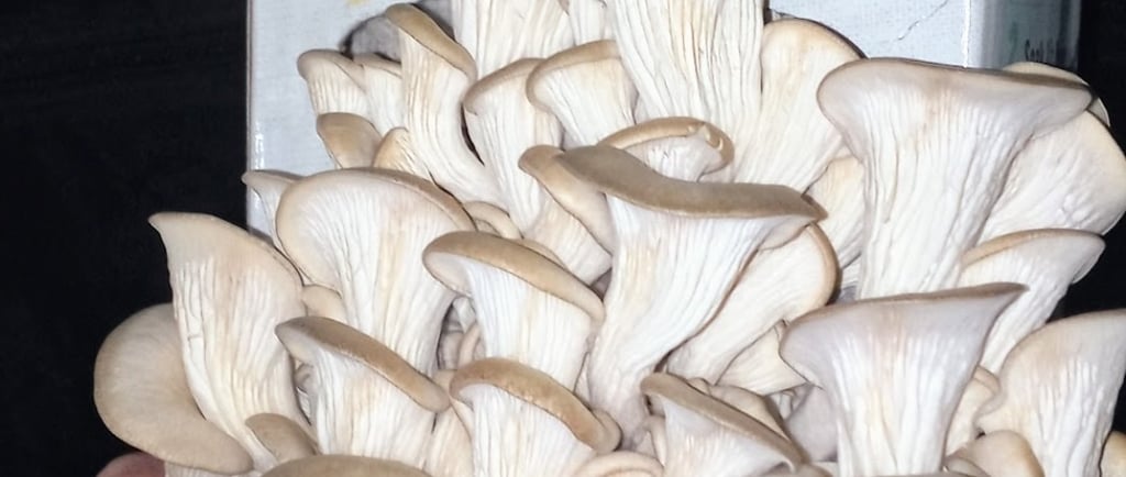 mushroom grow kit that is a little dry from low humidity