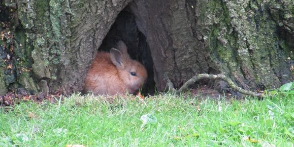 hidden-bunny