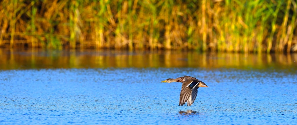 duck flying over the lake