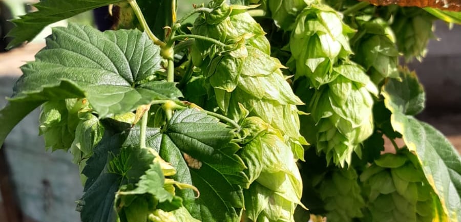 BIERE ISERE LOCALE ARTISANALE BRASSEUR