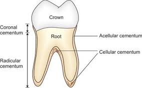 an image of tooth showing parts of cementum
