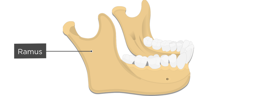 an image showing ramus of mandible
