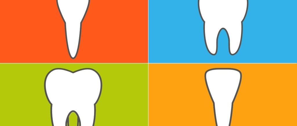 a image different types of teeth- incisors,canines,premolars and molars