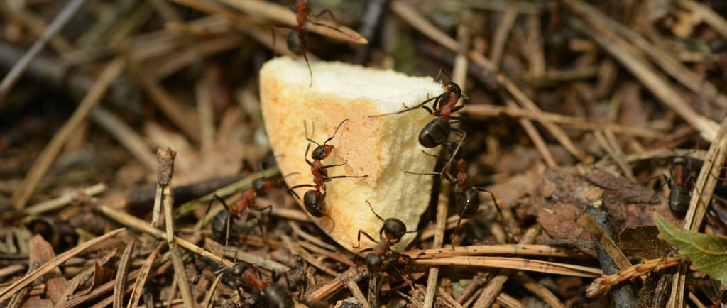Skruzdės ant komposto krūvos aplipusios batono kriaukšlę
