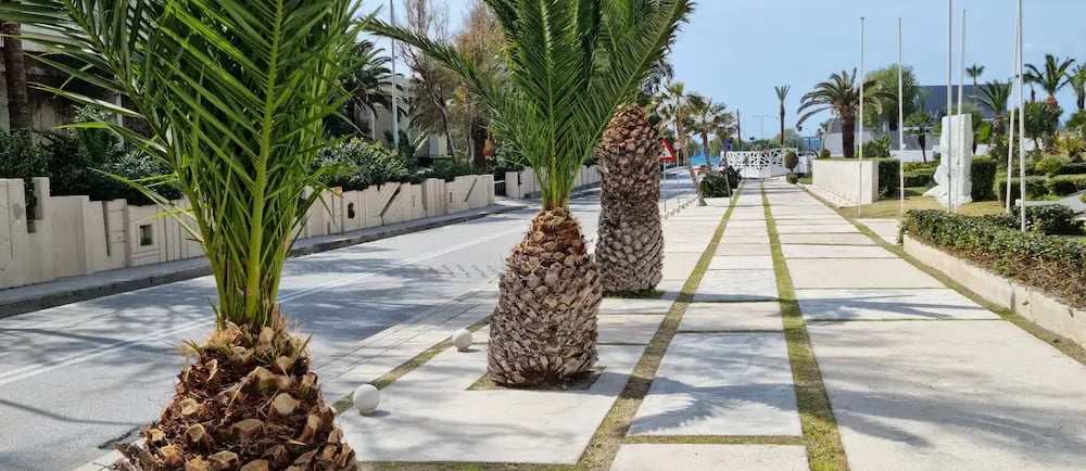 A row of short palm trees lining a modern concrete walkway at a sunny tropical resort.