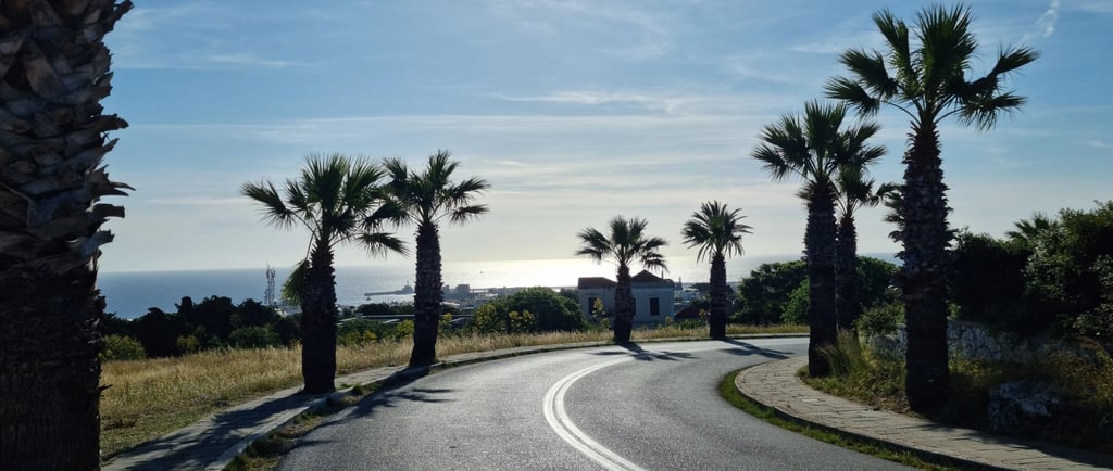palm trees in rhodes monte smith road