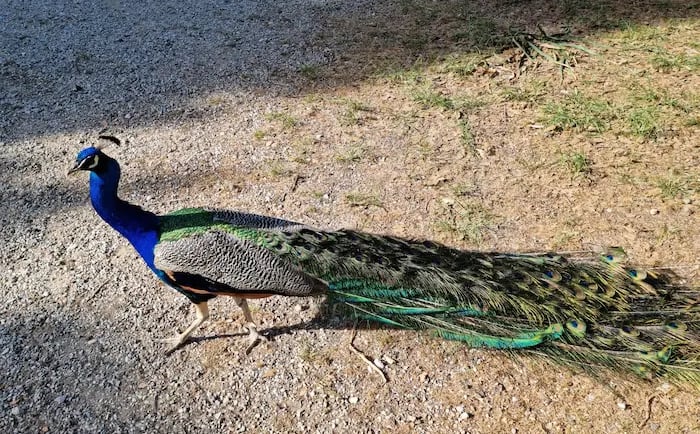 a peacock standing on a gravel road