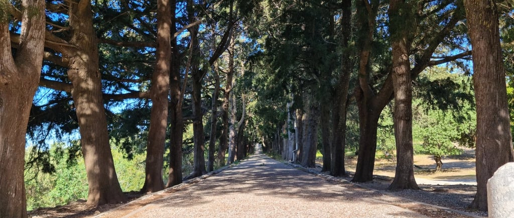 walking path surrounded by trees in filerimos