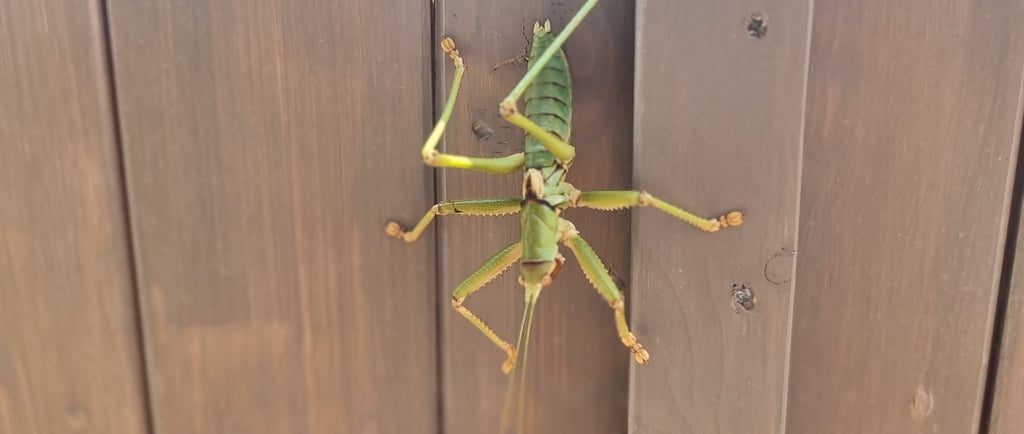 A large green bush cricket climbing vertically on a dark brown wooden garden fence.