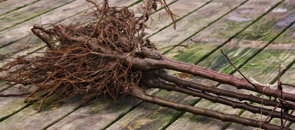 Bare root fruit tree bundle