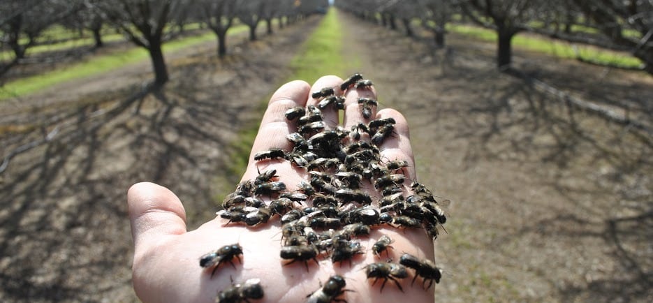 hand holding a bunch of blue orchard bees in an orchard