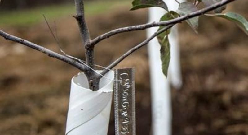 Aluminum plant tag hanging from a tree