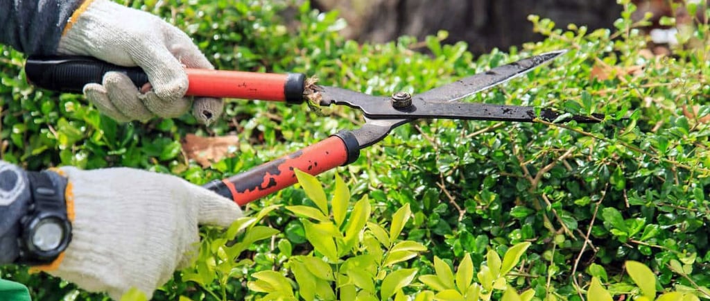 a person cutting a bush with a pair of scissors