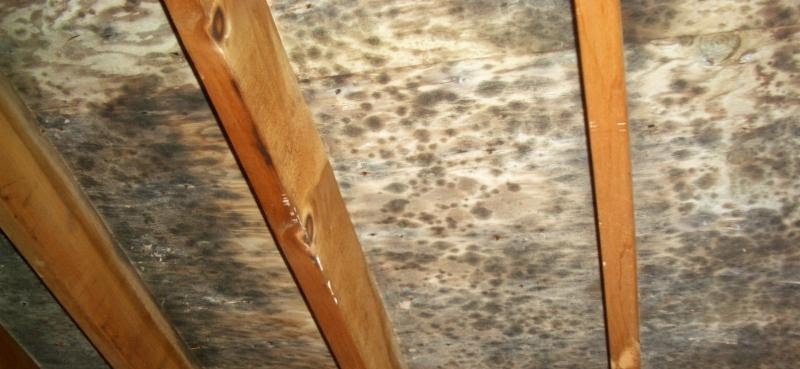 roof mold pressence call psi power washing 