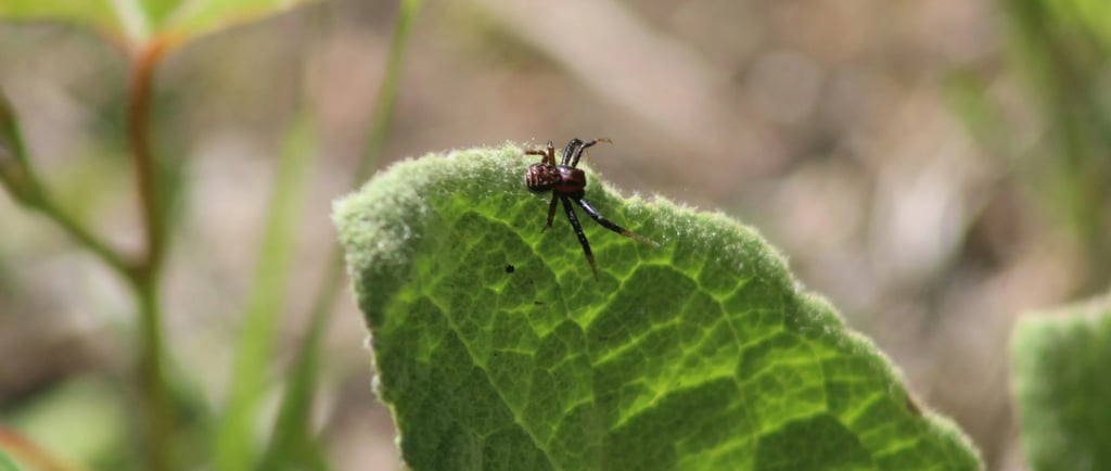 remède de grand-mère contre les araignées rouges