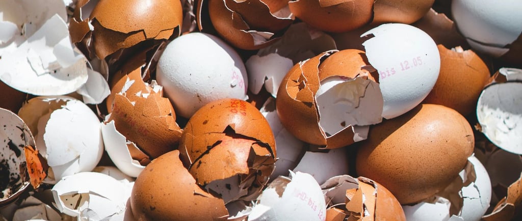 coquilles d'oeufs jardinage