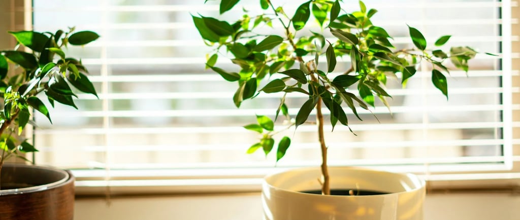 lumiere pour plantes