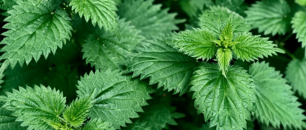 purin d'ortie utilisation