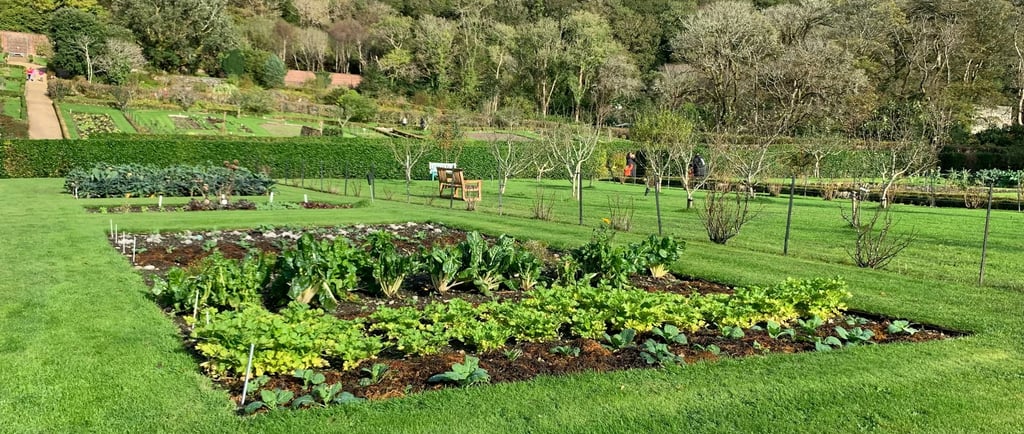 plantation potager au mois de mai