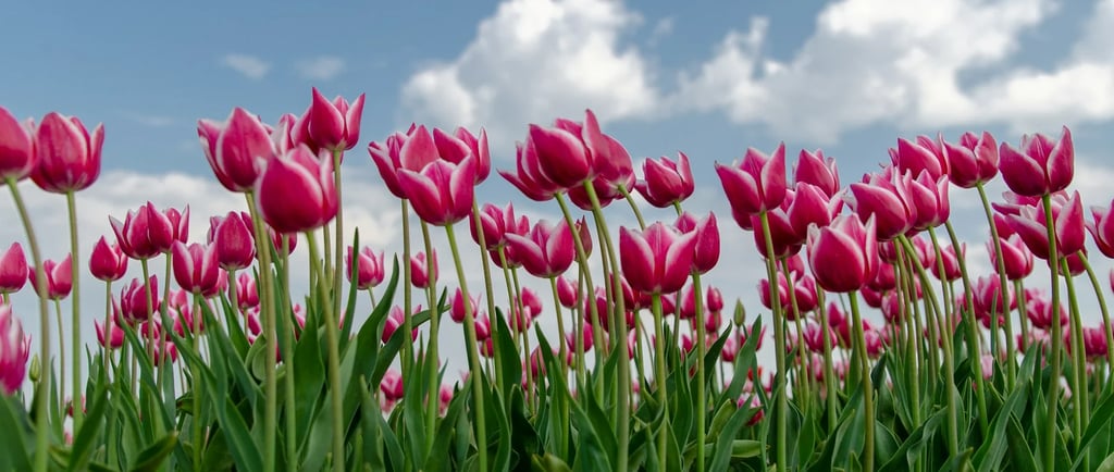 planter bulbe tulipe