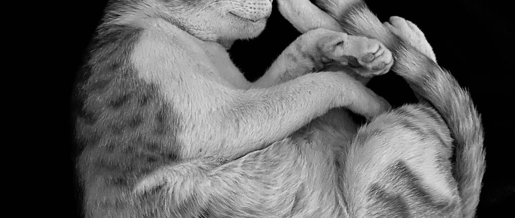 The Rise of Shoppable Content and Affiliate Links: How Interactive Formats Drive Affiliate Sales