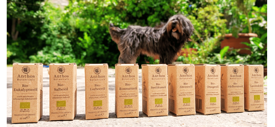 a dog standing in front of a row of boxes of organic essential oils