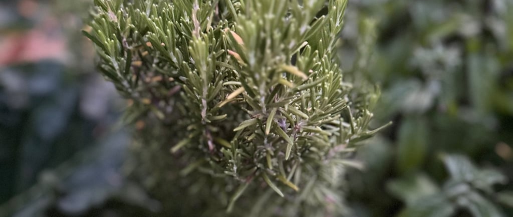 a rosemary plant with a green plant in the background