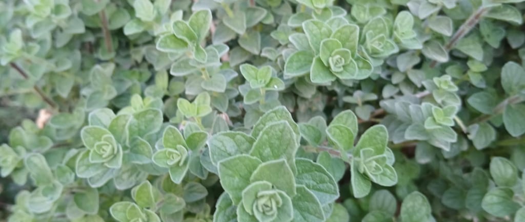 an oregano plant with green leaves and a red fire hydrant