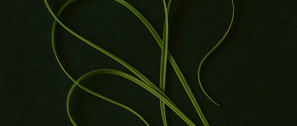 citronella grass blades on a green background