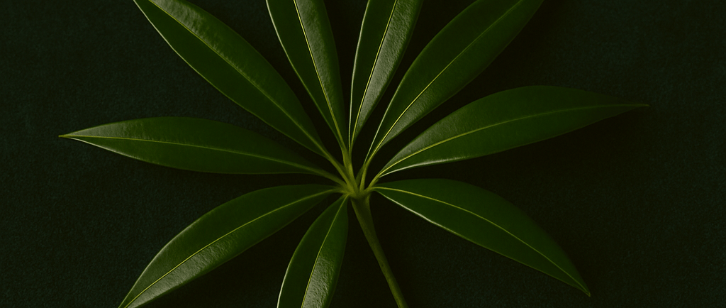 a tea tree plant with leaf on it on a green background