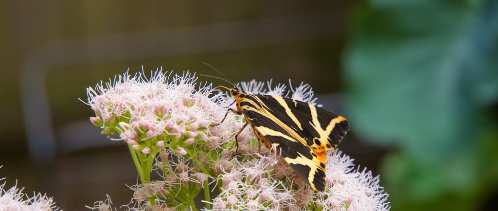 Jersey Tiger Euplagia quadripunctaria visiting hemp agrimony
