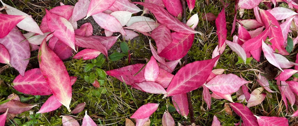 rosa blätter auf wiesenboden