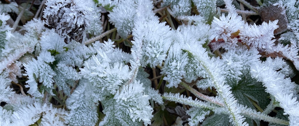 a plant with frost covered leaves