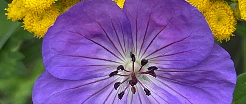 a purple flower with yellow flowers in the background