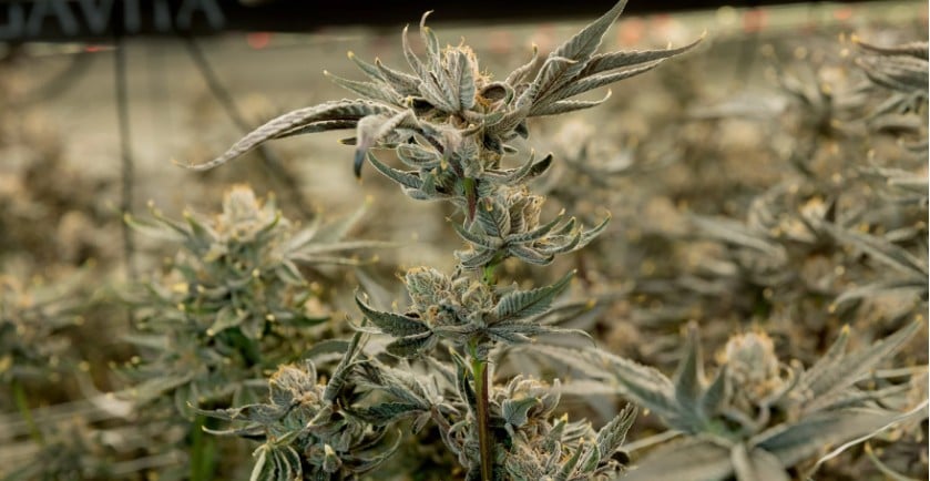 Safety of Cannabis