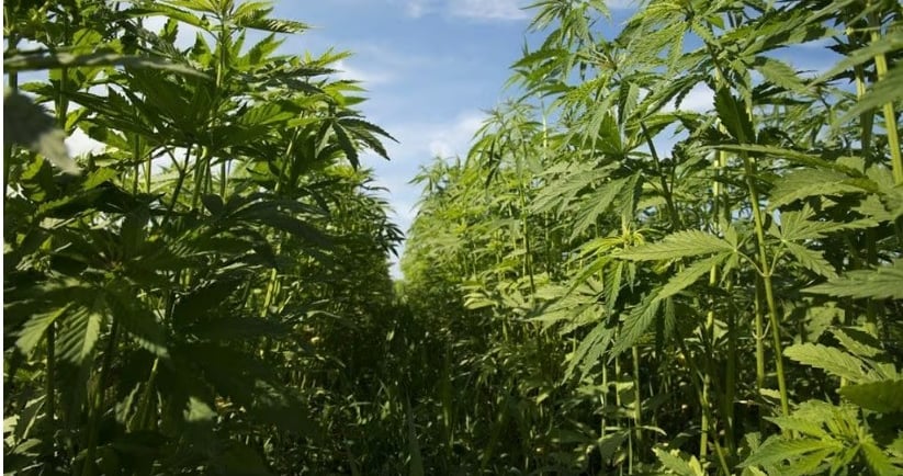 a field of hemp plants with a blue sky in the background