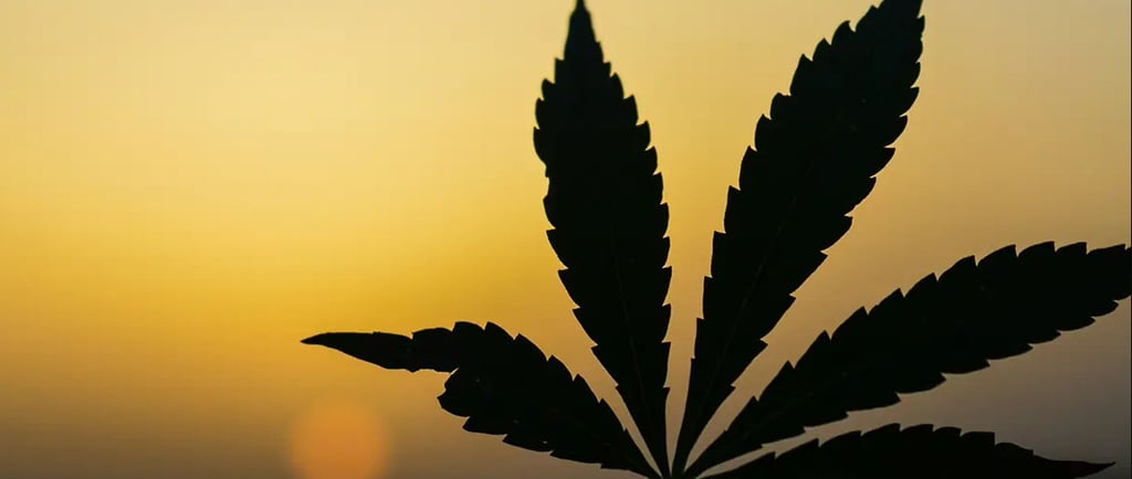a marijuana leaf in the foreground of a sunset